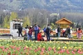 Srinagar's Iconic Tulip Garden Crosses 1 Lakh Visitors in a Week