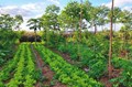 Regenerative Agriculture: Basic requirements and Cost Benefits