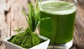 10 Easy steps to grow Spirulina indoors