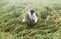 Hailstorm Damages Crops in Haryana, Leaves Farmers in Distress