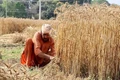 Punjab Requests Wheat Procurement Norm Relaxation After Rain Damage, Central Teams Collect Samples