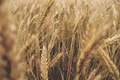 Centre Eases Wheat Procurement Regulations in Punjab & Haryana to Support Farmers