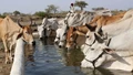 Managing Livestock in Summer