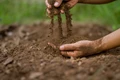 Rising Droughts Disrupt Soil Microbes' Ability to Capture Carbon