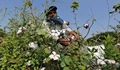 Cottonseed Sales Set to Increase as Kharif 2023 Acreage Likely to Surpass 13 Mn Hectares