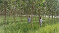Agroforestry: An Ecologically Based Solution for Sustainable Agriculture and Forestry