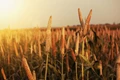 Lenovo's Smart Technology Supports Millet Revival to Benefit 200+ Households in Kerala