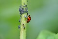 Role of Plant Bio- Diversity in Insect Pest Management