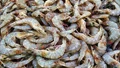 Profitable Shrimp Farming Gains Traction in West Bengal