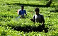 Assam Tea Planters Raise Alarm over Toxic Insecticide Use