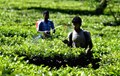 Assam Tea Planters Raise Alarm over Toxic Insecticide Use
