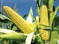 Cargill India to expand corn unit in Karnataka