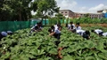 Schools in Maharashtra to Incorporate Agriculture as a Subject