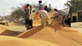 Punjab Agriculture Department Advises Farmers to Prepare Wheat Seed Themselves