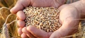 Punjab Agri Dept Advices Farmers to Prepare their Own Wheat Seed