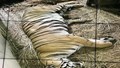 Royal Bengal Tigress Siddhi Gives Birth to Five Tiger Cubs at National Zoological Park, Delhi
