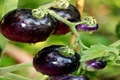 Black Krim Tomato: A Guide to Growing and Delicious Culinary Uses