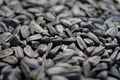 Kurukshetra Farmers Rally Against Delayed Sunflower Seed Procurement