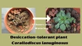 New Study Uncovers 62 Desiccation-Tolerant Plant Species in India's Western Ghats