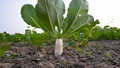 Radish Cultivation Guide