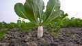 Radish Cultivation Guide