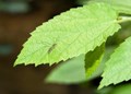 Easy to grow Mosquito repellent plants at home