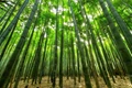 Bamboo Emerges as a Promising Renewable Energy Source, Finds Study