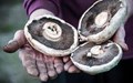 Plastic-eating Mushrooms to save environment; prevent from plastic pollution