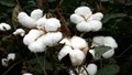 Cotton Crop Output in CAI Soars to 311 Lakh Bales