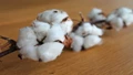Trade Forecasts Significant Rise in Cottonseed Oil Output by 2025