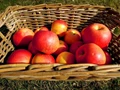 Apple Production to Halve in Himachal & J&K Due to Heavy Rains