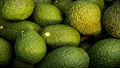 Avocado Farming: Expert’s Guide to Plant And Nurture Avocado Trees