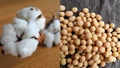 Soyabean and Cotton Crops Get Environmentally-Friendly Pest Control Solutions by UPL SAS