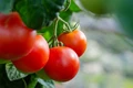 ONDC to Offer Subsidised Tomatoes for Online Purchase: Sources