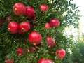 Use Smart Sprayer to help cut pesticide use in Orchards