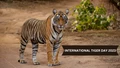 International Tiger Day 2023: Witness the Beauty of Indian Tigers at These Tiger Reserves for an Unforgettable Wildlife Encounter!