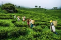 India’s Rarest and Most Expensive Tea is plucked under full moon