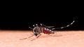 Dengue Cases at All-Time High in India: Tips to Stay Safe