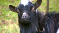Artificial Insemination in Bengal goats to conserve valuable goat germplasm