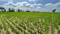Bayer, GenZero and Shell Collaborate to Reduce Methane Emissions in Rice Cultivation