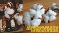 CAI Affirms 311.18 Lakh Bales Cotton Crop Estimate for 2022-23 Season