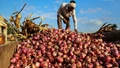 Onion Farmers Protest in Maharashtra over Piyush Goyal's Procurement Price Rs 2410, Traders' Rs 1500