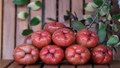Water Apples: A Natural Elixir for Health, Beauty, and Culinary Pleasures