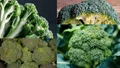How to Grow Broccoli Hydroponically: A Step-by-Step Guide to Thriving Greens