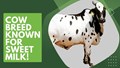 Cow Breed Known for Sweet Milk!