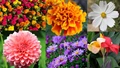 September Flowers to Plant for a Picturesque Garden