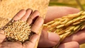 Wheat and Rice E-auction Results in Center Selling 1.66 LMT Wheat and 0.17 LMT Rice