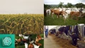 Animal Husbandry Emerging Trends for Sustainable Agriculture