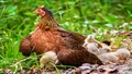 Best Chicken Breeds And How To Choose One For You