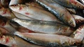 Marine Scientists Unravel Genetic Mysteries of the Indian Oil Sardine